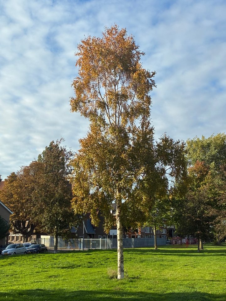A birch tree in autumn colours standing alone on a lawn